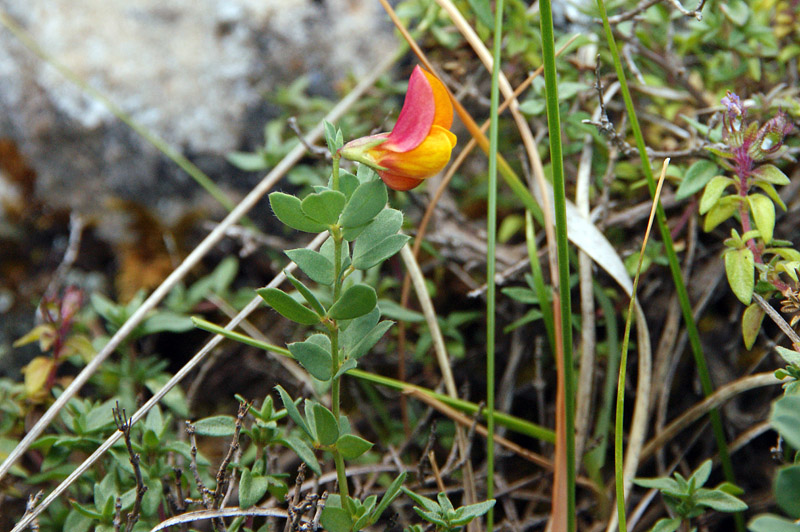 Lotus corniculatus subsp. alpinus / Ginestrino alpino